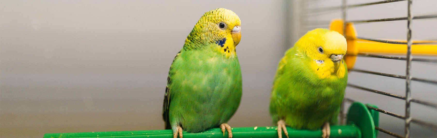 Bird Supplies