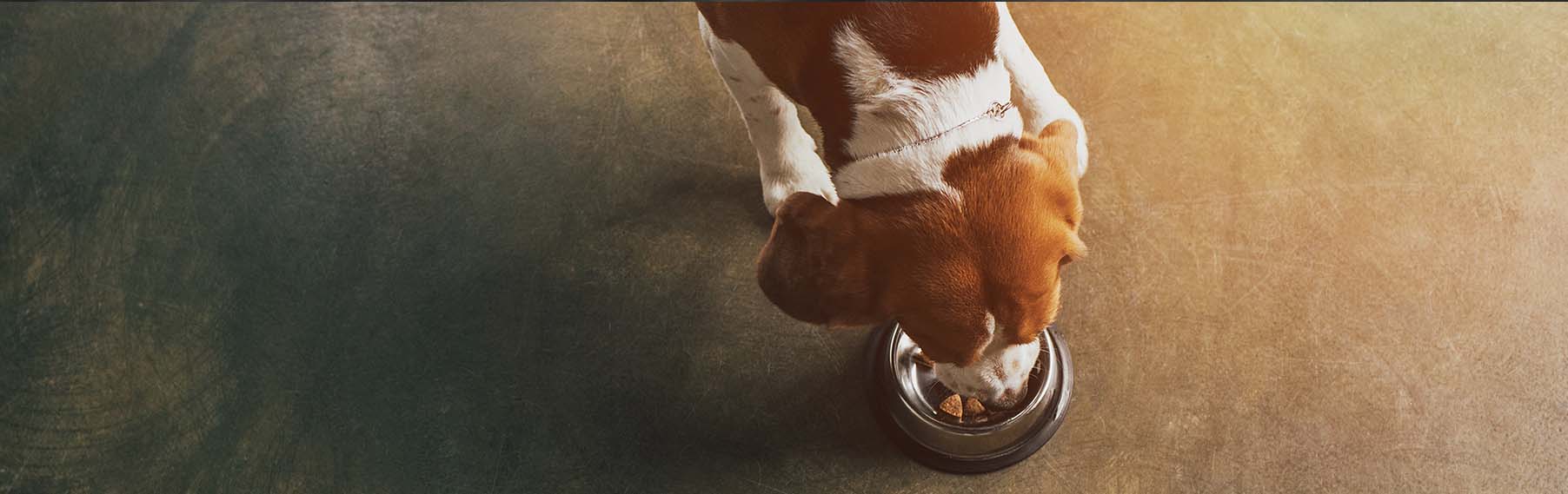 Dog Supplies/Accessories