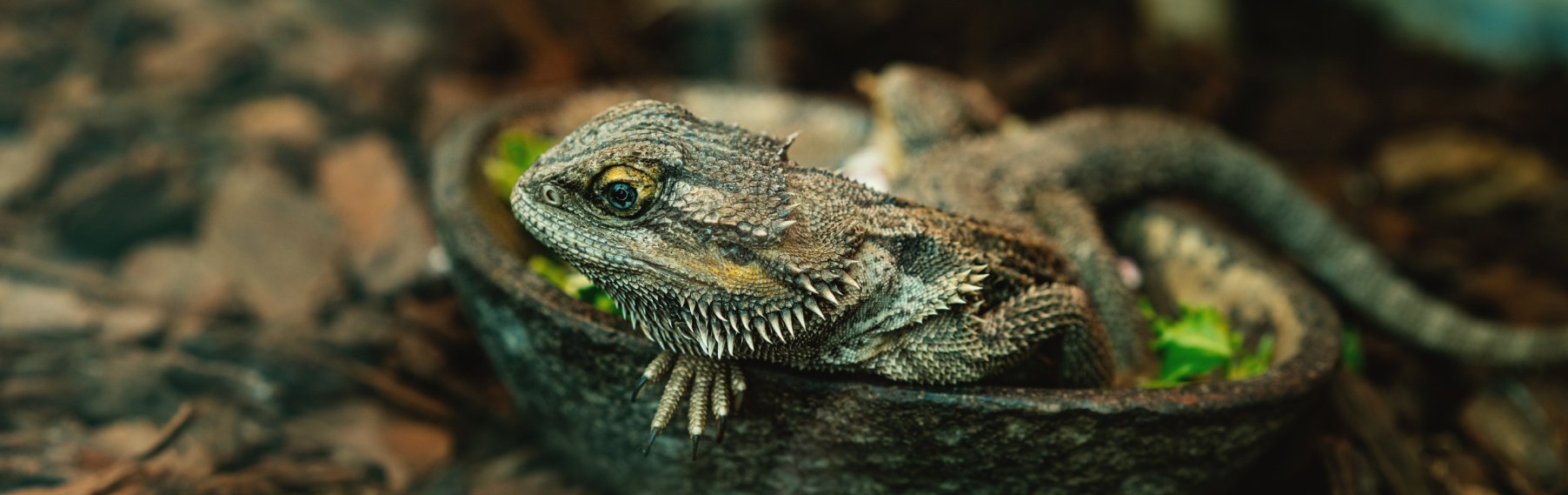 Reptile Supplies