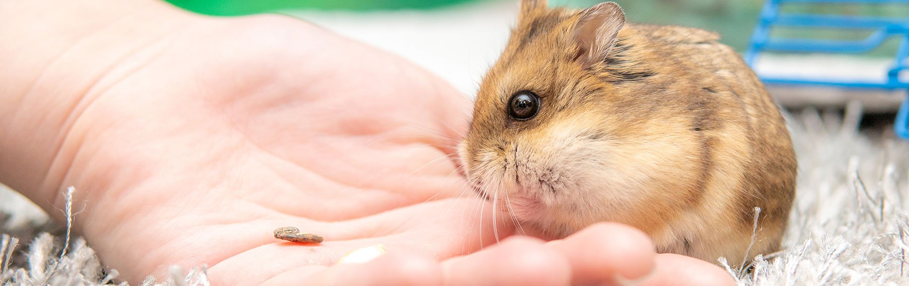 Small Animal Supplies