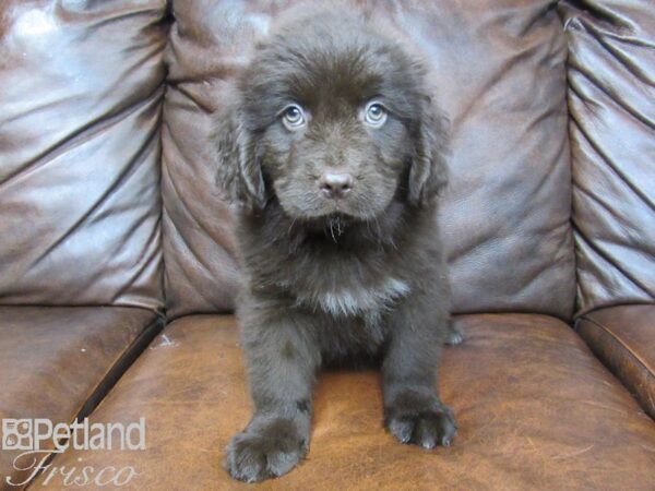 Newfoundland-DOG-Female-Chocolate-25036-Petland Frisco & Mckinney, Texas