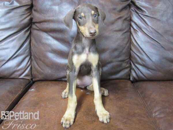 Doberman Pinscher-DOG-Female-Red-25588-Petland Frisco & Mckinney, Texas