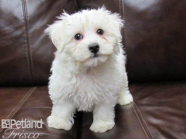 Maltichon-DOG-Male-White-25825-Petland Frisco & Mckinney, Texas