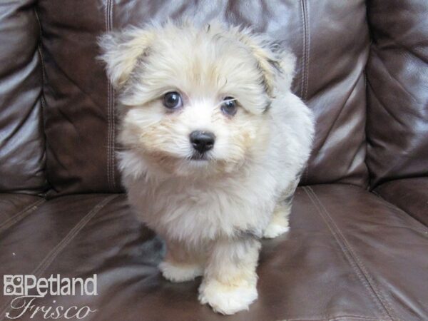 Maltipom-DOG-Male-Blue Merle-26111-Petland Frisco & Mckinney, Texas