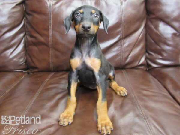 Doberman Pinscher-DOG-Female-Black and Tan-26156-Petland Frisco & Mckinney, Texas