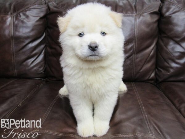 Chow Chow-DOG-Male-Cream-26275-Petland Frisco & Mckinney, Texas