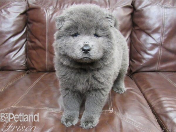 Chow Chow-DOG-Female-Blue-26276-Petland Frisco & Mckinney, Texas