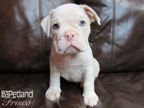 Olde English Bulldogge-DOG-Male-LILAC MERLE-26546-Petland Frisco & Mckinney, Texas