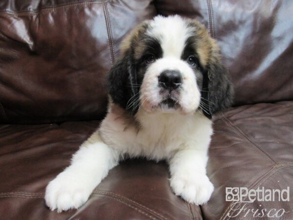 Saint Bernard-DOG-Male-Mahogany and White-26635-Petland Frisco & Mckinney, Texas