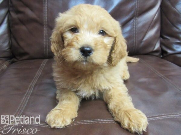 Goldendoodle-DOG-Male-Dark Red-26654-Petland Frisco & Mckinney, Texas