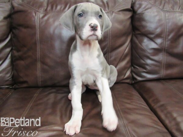 Great Dane-DOG-Female-Blue and White-26779-Petland Frisco & Mckinney, Texas