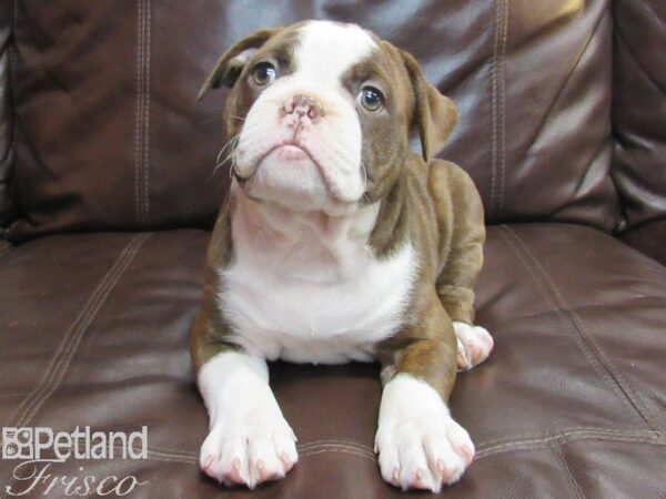 Olde English Bulldogge-DOG-Male-CHOCOLATE WHITE-26795-Petland Frisco & Mckinney, Texas