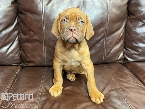 Dogue De Bordeaux-DOG-Male-Red-26901-Petland Frisco & Mckinney, Texas