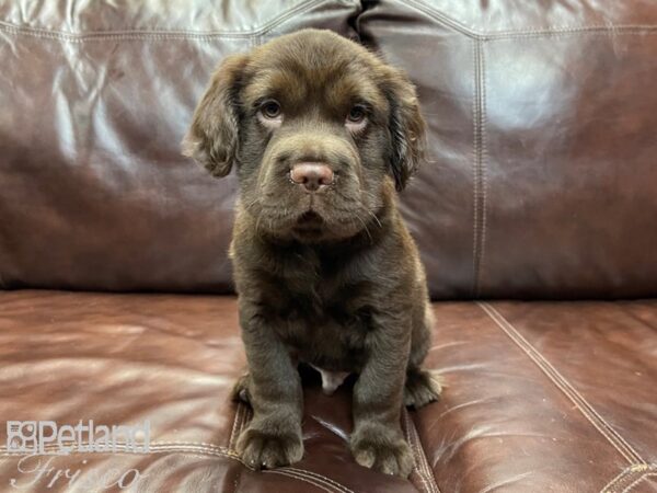 Mini Hippo-DOG-Male-choc-26923-Petland Frisco & Mckinney, Texas