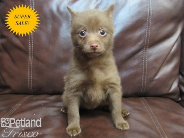 Schipperke-DOG-Female-Chocolate-26639-Petland Frisco & Mckinney, Texas