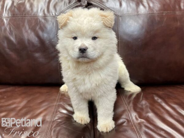 Chow Chow-DOG-Male-Cream-26952-Petland Frisco & Mckinney, Texas