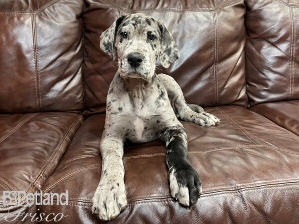 Great Dane-DOG-Male-Merle-27037-Petland Frisco & Mckinney, Texas