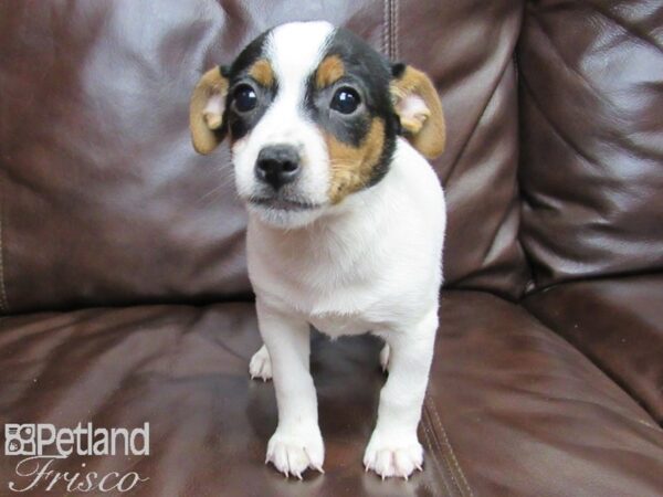 Jack Russell Terrier-DOG-Female-Tri-27138-Petland Frisco & Mckinney, Texas
