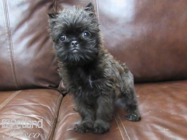 Brussels Griffon-DOG-Male-Black and Tan-27163-Petland Frisco & Mckinney, Texas