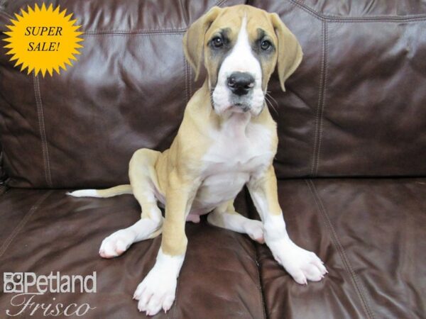 Great Dane-DOG-Male-Fawn & White-27132-Petland Frisco & Mckinney, Texas