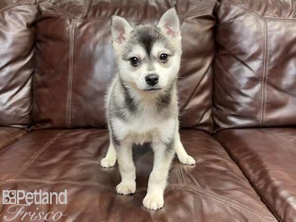 Alaskan Klee Kai-DOG-Male-Black and White-27264-Petland Frisco & Mckinney, Texas