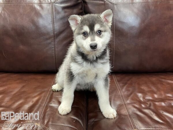 Alaskan Klee Kai-DOG-Male-Black and White-27265-Petland Frisco & Mckinney, Texas