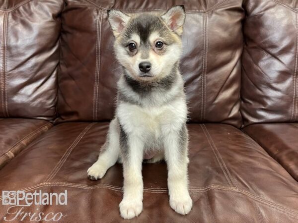 Alaskan Klee Kai-DOG-Female-Black and White-27266-Petland Frisco & Mckinney, Texas