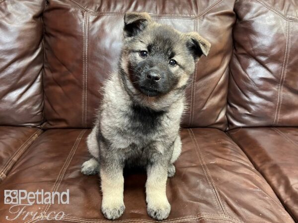 Norwegian Elkhound-DOG-Female-Sable-27304-Petland Frisco & Mckinney, Texas