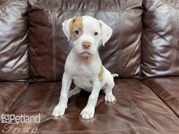 American Bulldog-DOG-Female-White and Brown-27326-Petland Frisco & Mckinney, Texas