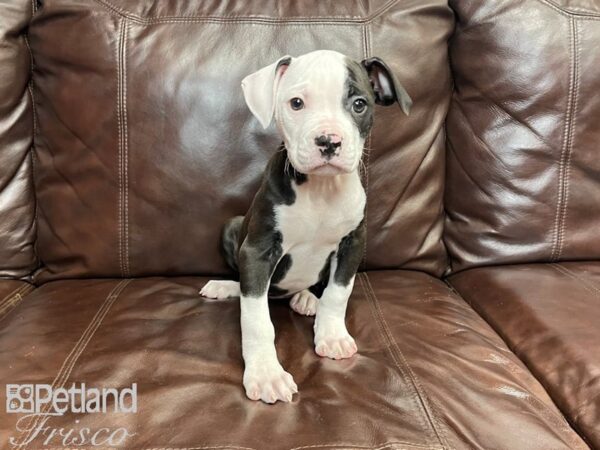American Bulldog-DOG-Female-White-27357-Petland Frisco & Mckinney, Texas