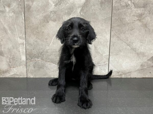 Labradoodle-DOG-Female-Black-27448-Petland Frisco & Mckinney, Texas