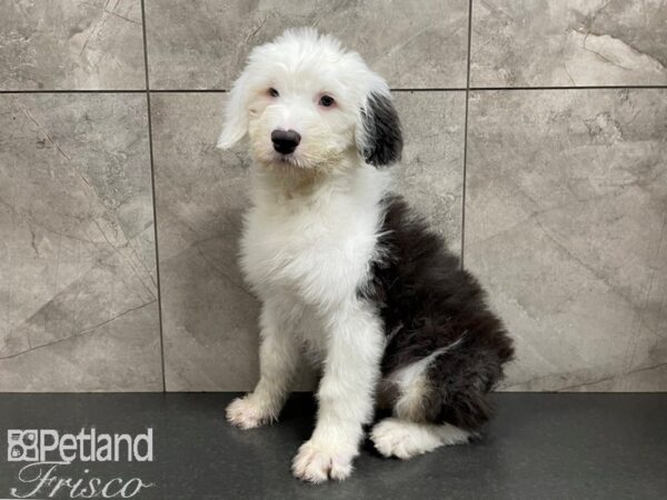Old English Sheepdog-DOG-Female-Black and White-27683-Petland Frisco & Mckinney, Texas