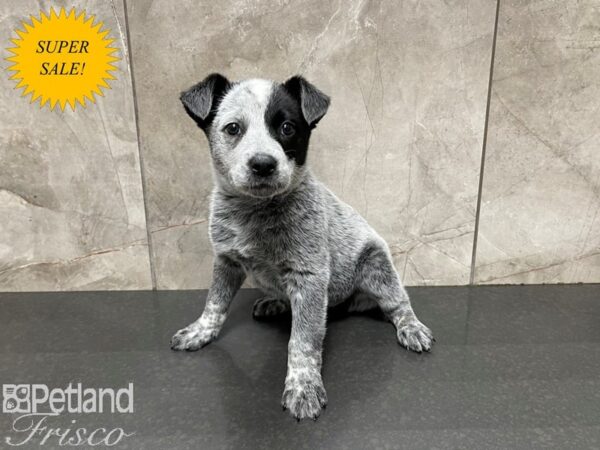 Australian Cattle Dog-DOG-Female-Blue Mottled-27557-Petland Frisco & Mckinney, Texas