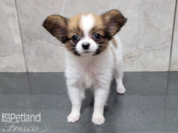 Papillon-DOG-Female-White and Brown-27706-Petland Frisco & Mckinney, Texas
