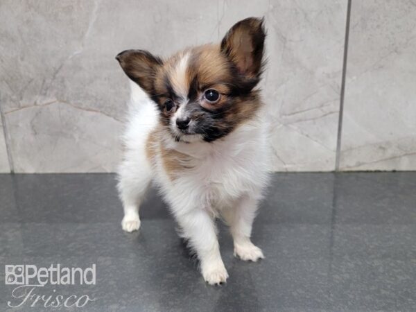 Papillon-DOG-Female-Brown and White-27740-Petland Frisco & Mckinney, Texas