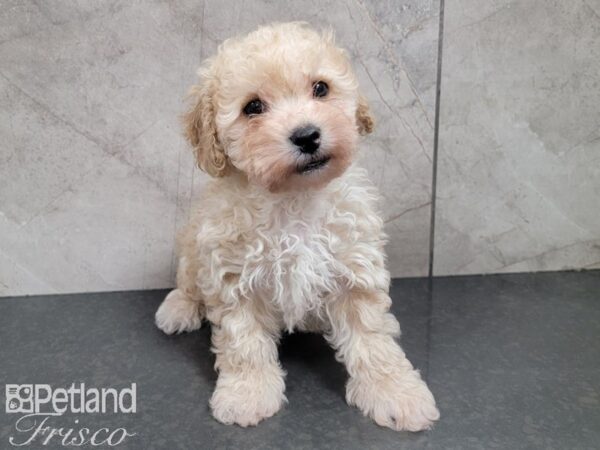 Bichon Poo-DOG-Male-RED-27762-Petland Frisco & Mckinney, Texas