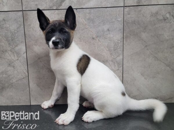 Akita-DOG-Female-White and Black-27903-Petland Frisco & Mckinney, Texas