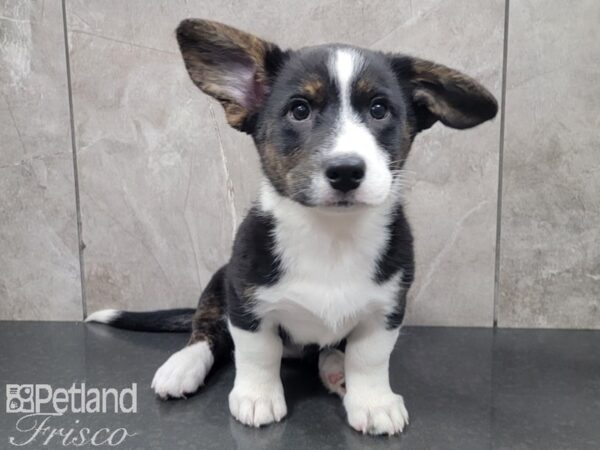 Cardigan Welsh Corgi-DOG-Female-Black and White-27906-Petland Frisco & Mckinney, Texas