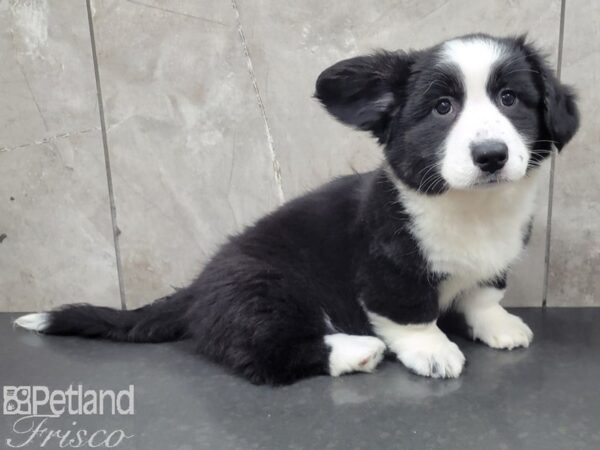 Cardigan Welsh Corgi-DOG-Female-Black and White-27907-Petland Frisco & Mckinney, Texas