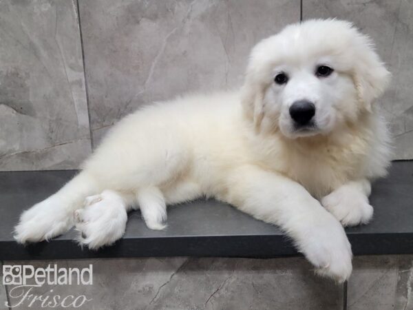 Great Pyrenees-DOG-Female-White-27911-Petland Frisco & Mckinney, Texas