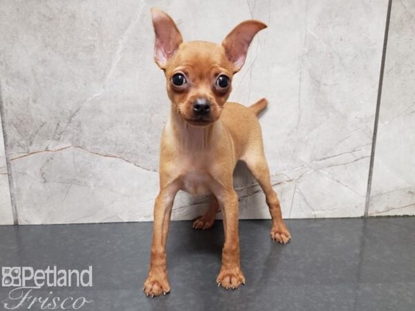 Miniature Pinscher-DOG-Female-Red-27913-Petland Frisco & Mckinney, Texas