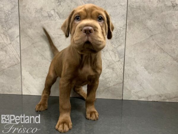 Mini Hippo-DOG-Male-BRN-28068-Petland Frisco & Mckinney, Texas