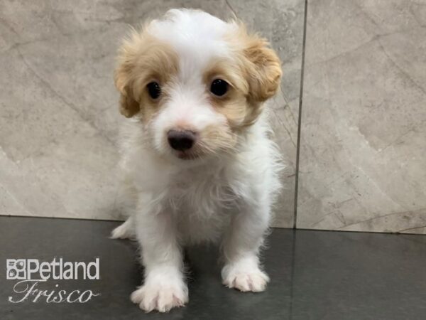 Pomapoo-DOG-Male-White and Tan-28042-Petland Frisco & Mckinney, Texas