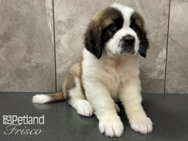 Saint Bernard-DOG-Male-Mahogany & White-28133-Petland Frisco & Mckinney, Texas
