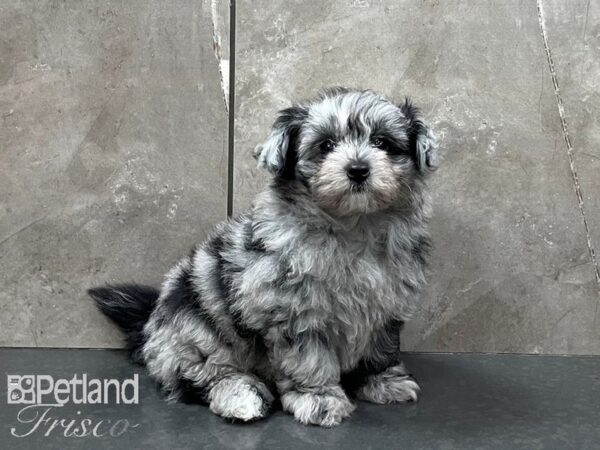 Pomapoo-DOG-Male-Blue Merle-28145-Petland Frisco & Mckinney, Texas
