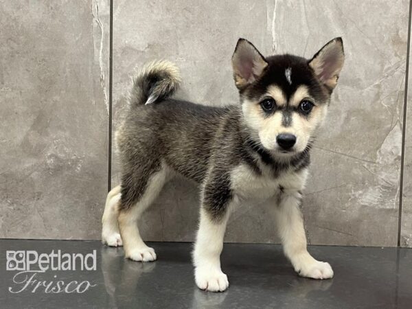 Alaskan Klee Kai-DOG-Female-Black and White-28180-Petland Frisco & Mckinney, Texas