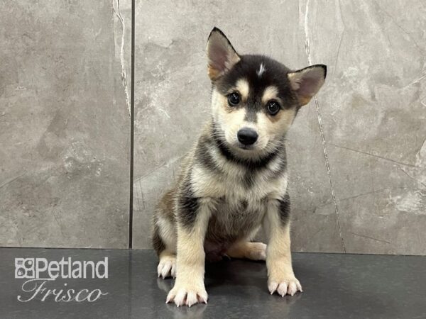 Alaskan Klee Kai-DOG-Male-Black and White-28179-Petland Frisco & Mckinney, Texas