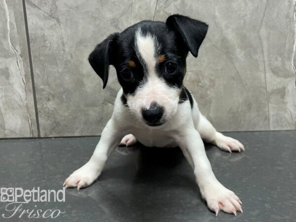 Jack Russell Terrier-DOG-Female-Black and White-28168-Petland Frisco & Mckinney, Texas
