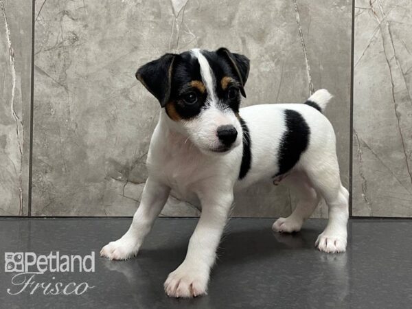 Jack Russell Terrier-DOG-Male-Black and White-28167-Petland Frisco & Mckinney, Texas