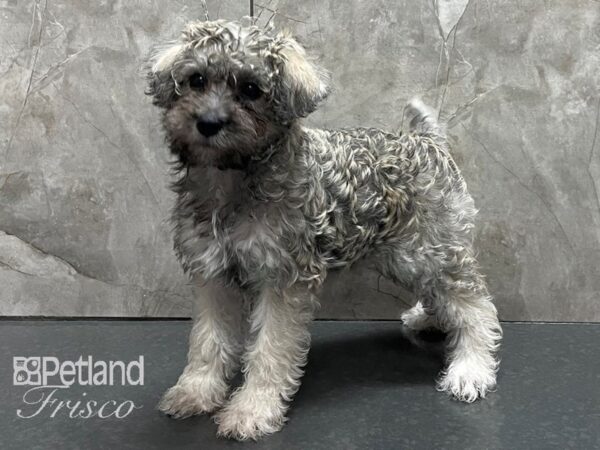 Schnoodle-DOG-Female-Silver Beige-28304-Petland Frisco & Mckinney, Texas